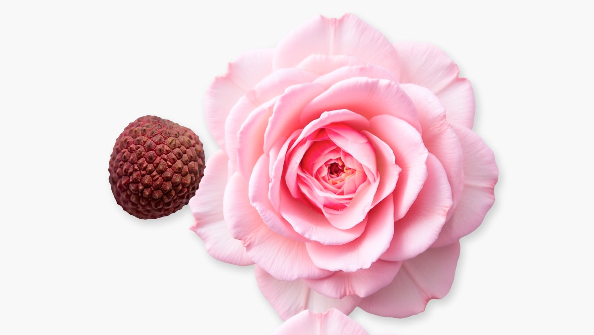 Delina la rosee デリナ ラ ロゼ パルファムドゥマルリー30ml Parfums de Marly Delina La Rosee by Parfums de Marly, 1oz